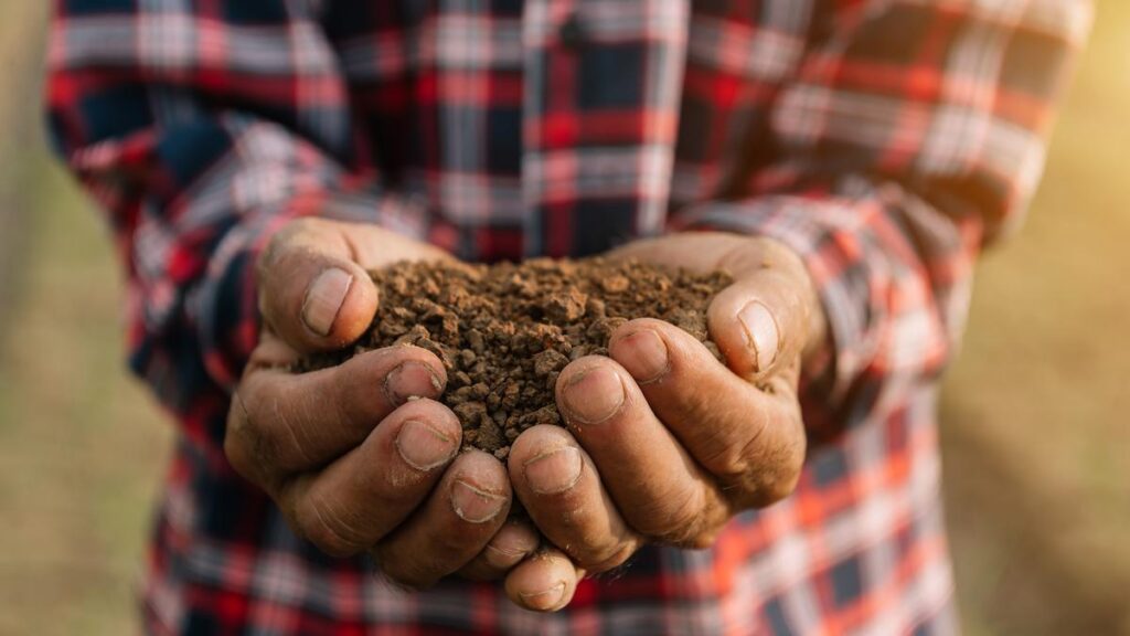 Terraclin: alternativa eficaz y sostenible para la preparación del suelo en fresa