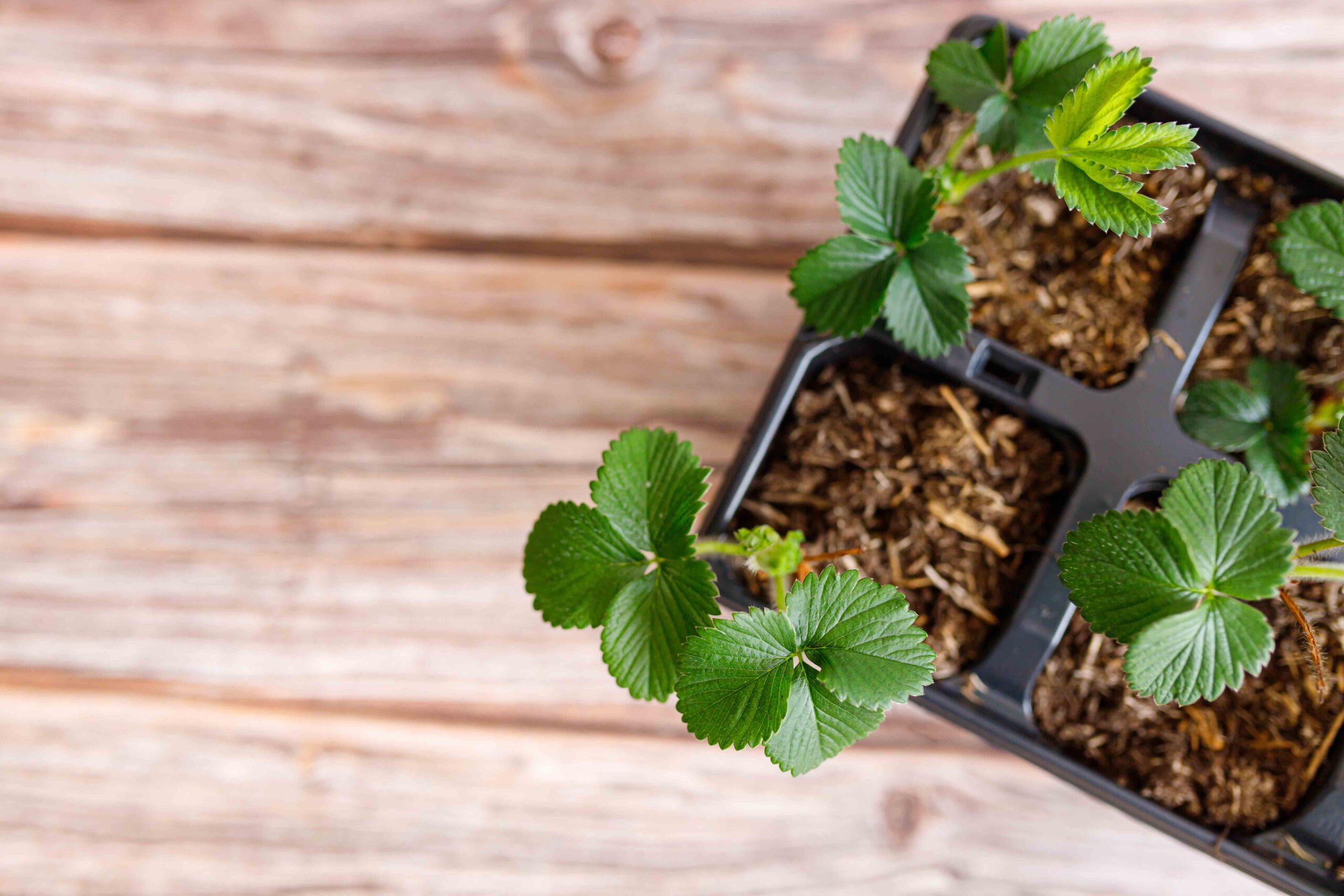 Qué hacer si no has desinfectado el suelo a tiempo: claves para un buen arranque del cultivo