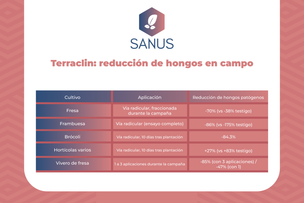 Terraclin: alternativa eficaz y sostenible para la preparación del suelo en fresa