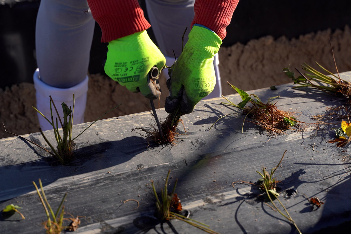 Final de plantación de fresa en Huelva: cómo arrancar fuerte el sistema radicular con Enraipro y Absorplus