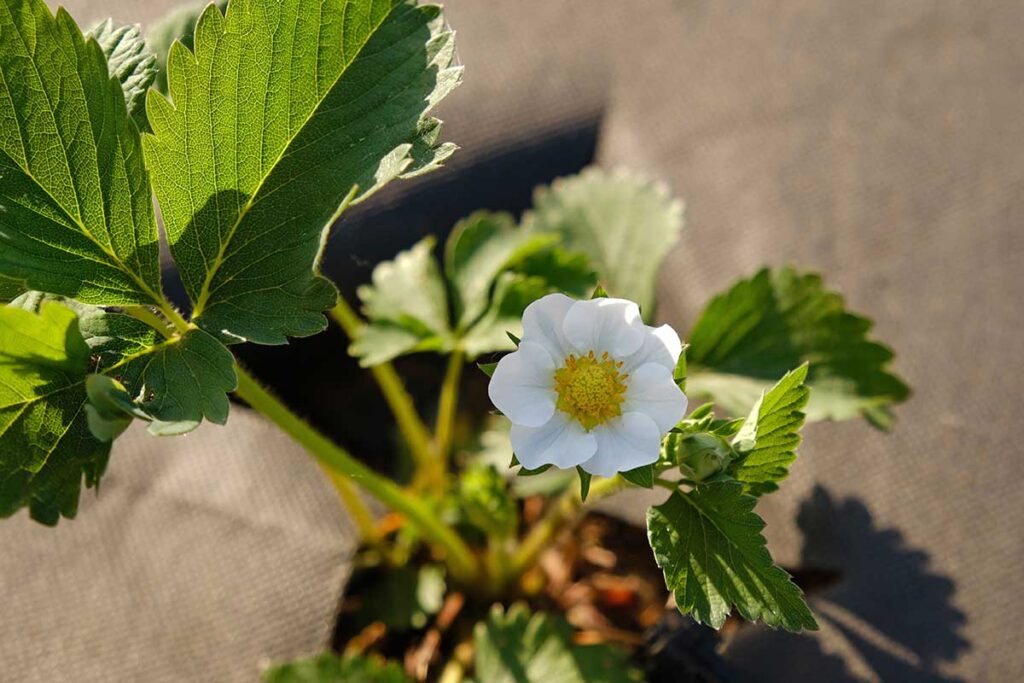 desarrollo vegetativo fresa huelva