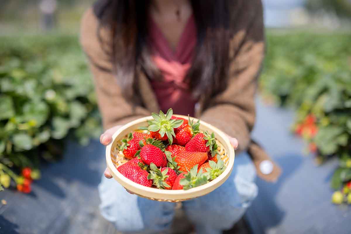 desarrollo vegetativo fresa Huelva