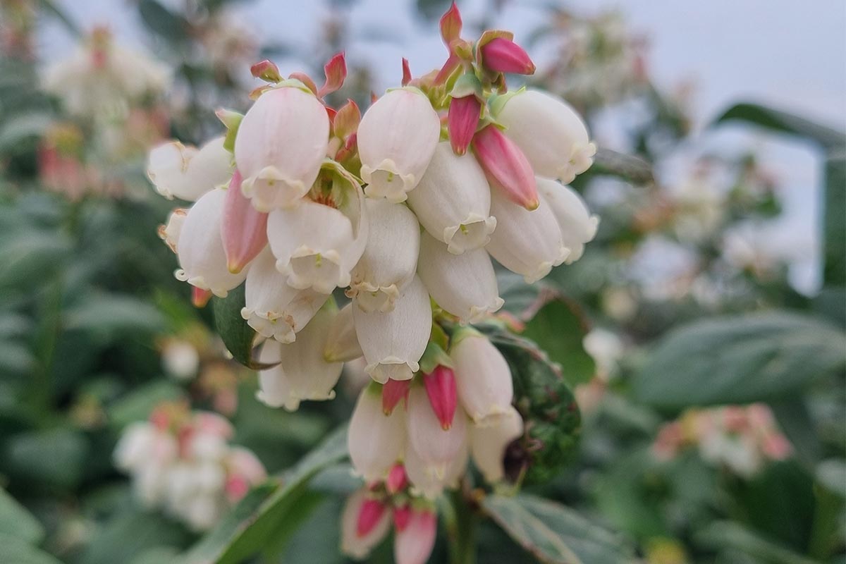Floración del arándano en Huelva: claves fisiológicas y cómo potenciarla