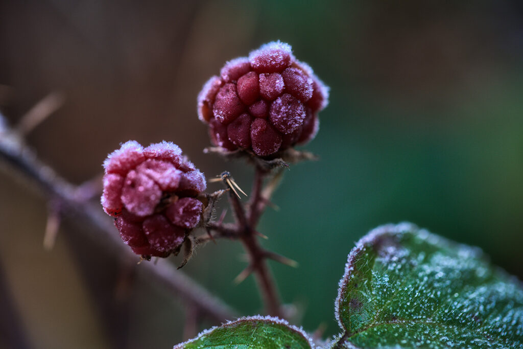 frío y estrés en cultivos de Huelva durante el invierno