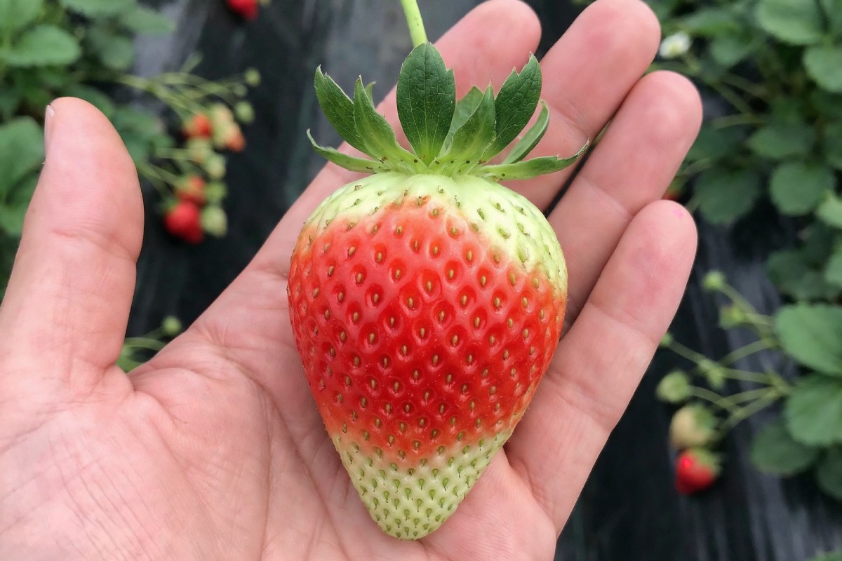 Falta de luz en berries de Huelva y su efecto en color, Brix y firmeza del fruto