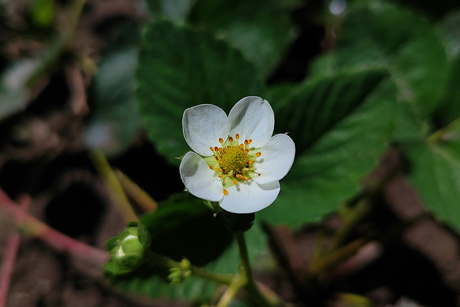 cultivo de fresa en Huelva tras lluvias y estrés climático