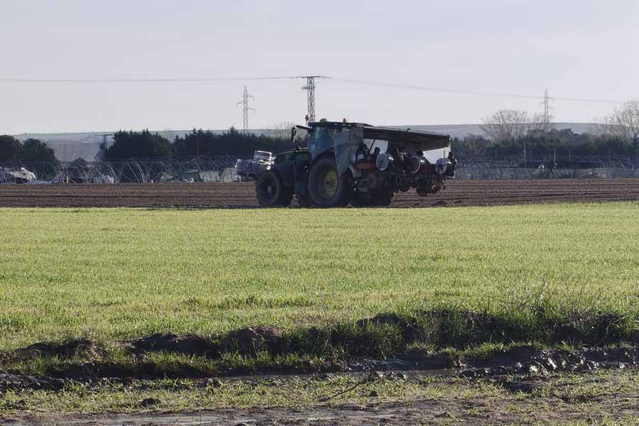 Cómo se prepara la campaña de fresa del año siguiente: el trabajo en los viveros de altura