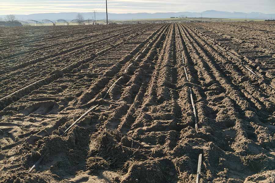 Cómo se prepara la campaña de fresa del año siguiente: el trabajo en los viveros de altura
