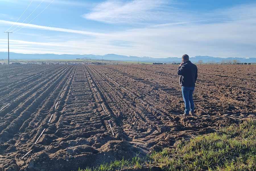 Cómo se prepara la campaña de fresa del año siguiente: el trabajo en los viveros de altura