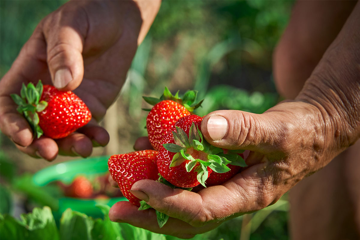 balance fin campaña berries huelva